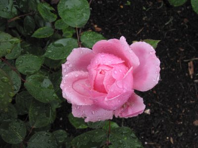 101-0120_CRW.jpg