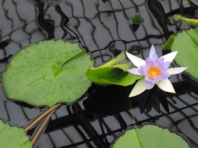 Kew Gardens