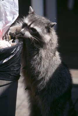 2-20-Angel Island Raccoon