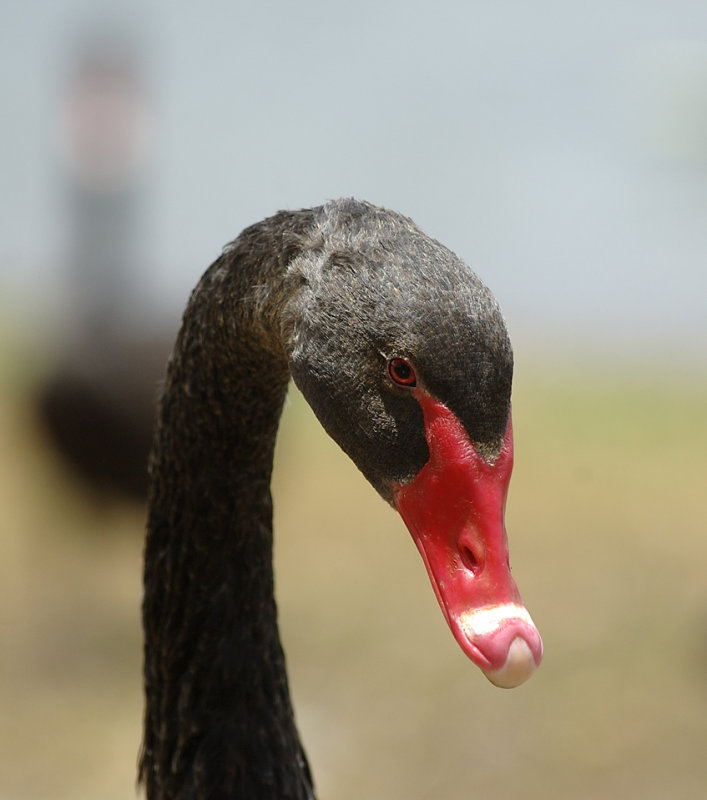 swan with blurred mate copy.jpg