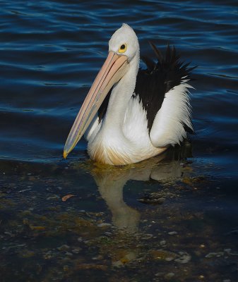 pelican with reflected eye copy.jpg
