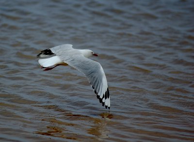 gull taking off2.jpg