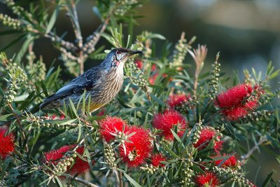 wattle bird 2.jpg