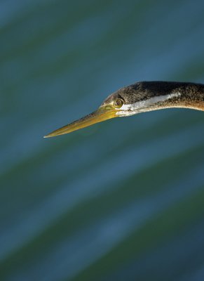 cormorants head copy.jpg