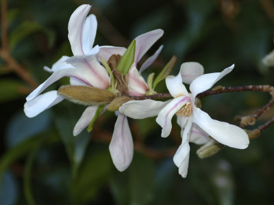 magnolia in the gardens copy.jpg