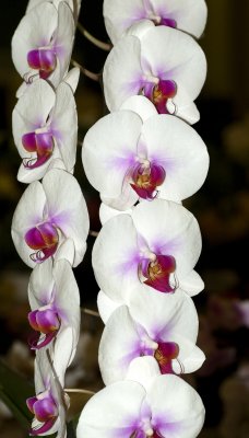 orchid wall hanging copy.jpg