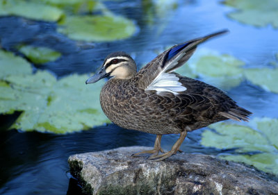 duck with wing up highlights copy.jpg