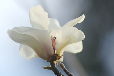 magnolia copy.jpg