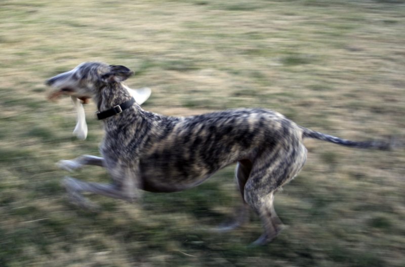 hyper schnoob