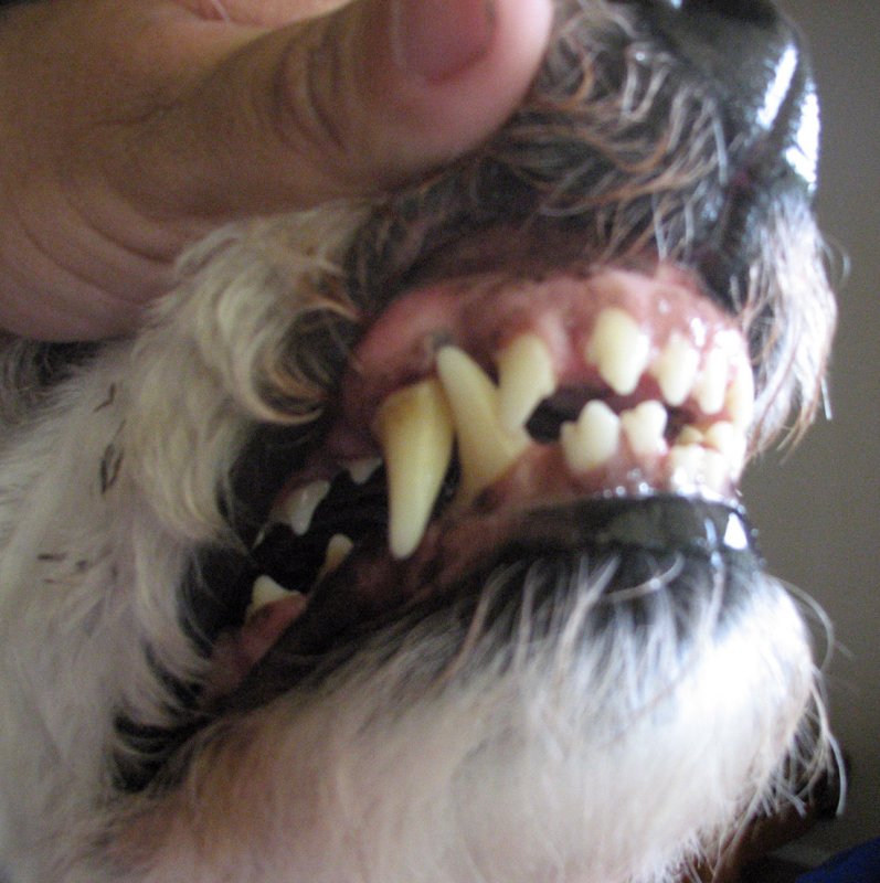 All of the Komondorok teeth, even the front, lock into each other 
