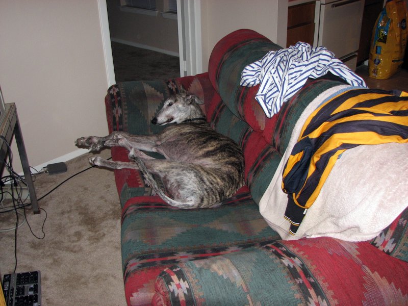Romy Noodles chillin on the sofa