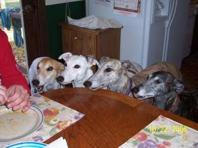 Lori's greyhounds