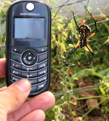 Texas Garden Spider