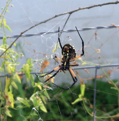 Texas Garden Spider