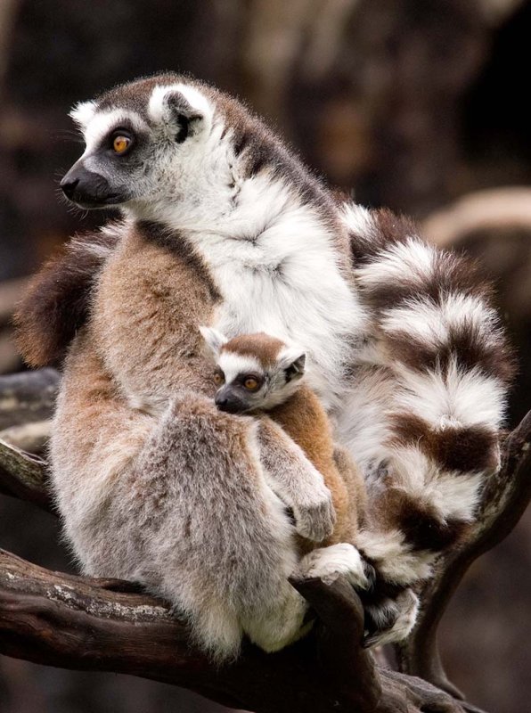 Ring Tailed Lemurs 1