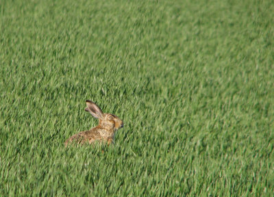 Hare