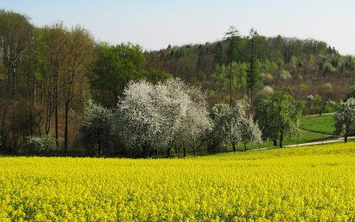 Raps och fruktträd blommar - samtidigt!