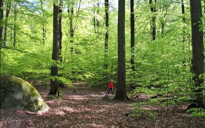 Promenad i nyutslagen bokskog, Kopparhatten