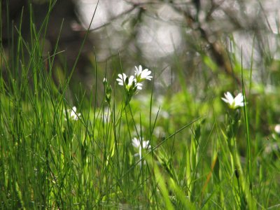 Buskstjrnblomma i grset