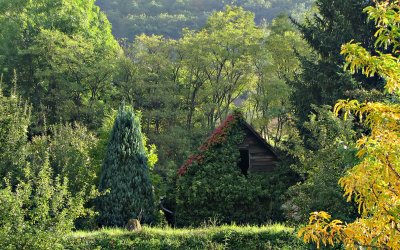 Höstfärger, Neckarzimmern