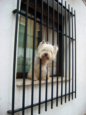 it was raining, this dog gave me my first smile in 4 days