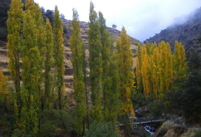 tall poplars in the alpujarra valleys