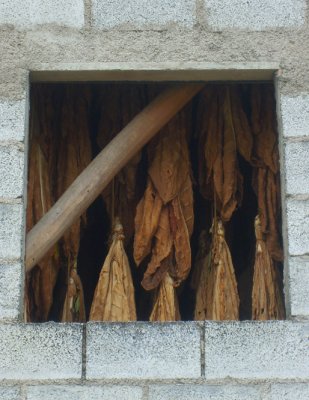 tobacco drying in fuente vaqueros