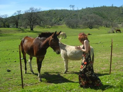 kelly and horses