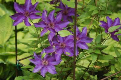 Clematis The President web.jpg