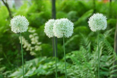 Allium Lucile Ball May 1 web.jpg