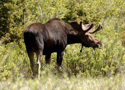 Bull Moose at Silver Lake, near Brighton