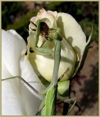 mantis eating bee.jpg