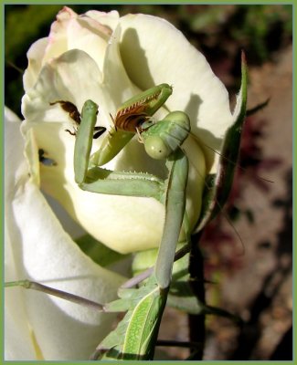 mantis eating bee 2.jpg