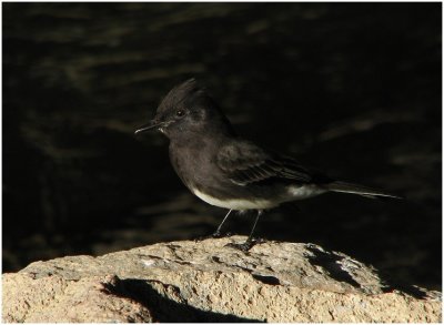 black_phoebe_107