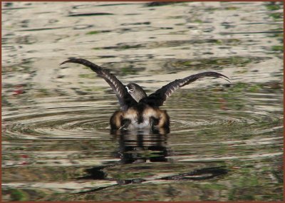 pied-billed_grebe_bath_time