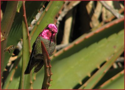 hummingbirds_-_107