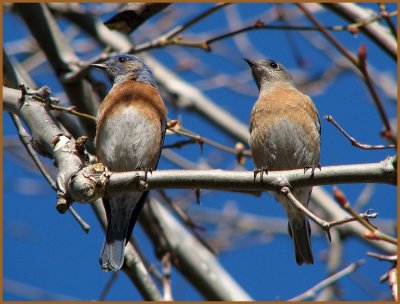 botanical_garden_birds_-107