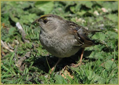 gc sparrow.jpg