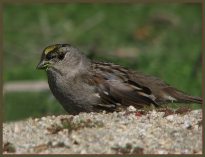 gc sparrow 3.jpg