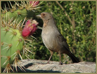 ca towhee.jpg