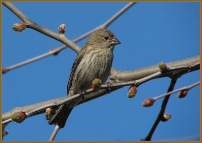 misc_birds_-_307