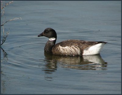 shorebirds_-_307
