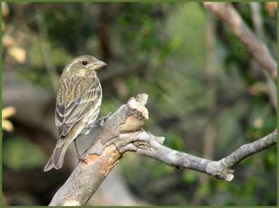 purple finch female.jpg
