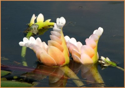 pond lilies.jpg