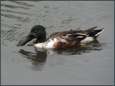 shorebirds_-_307