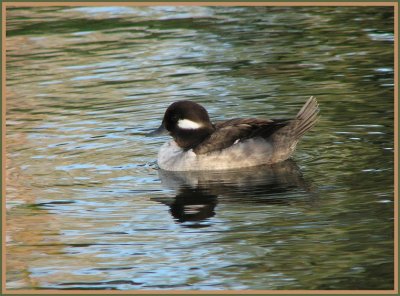 bufflehead female 6.jpg