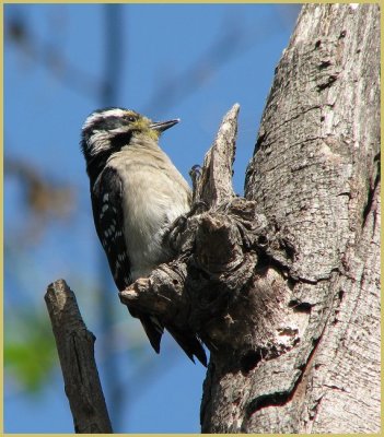 downy_woodpecker_-_307
