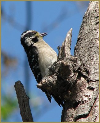 downy_woodpecker_-_307