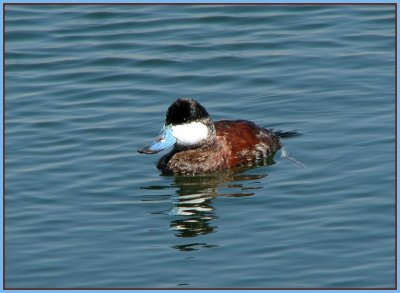 ruddy_duck_male_-_407