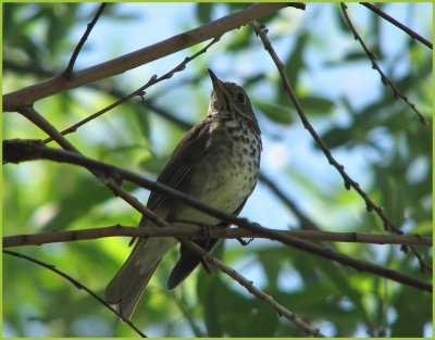 hermit thrush.jpg